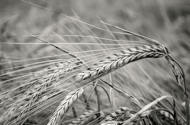 Sumer - Barley
